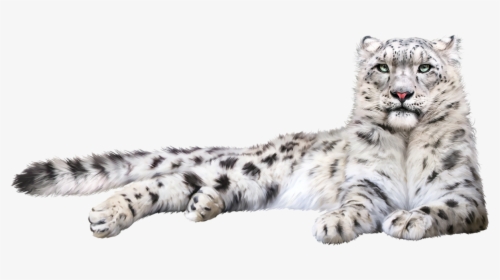 Hd Snow Leopard Png , Png Download, Transparent Png, Transparent PNG