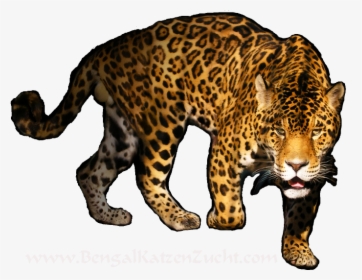 Download Leopard Png Transparent Image For Designing, Png Download, Transparent PNG