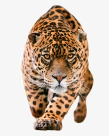 Leopard No Background, HD Png Download, Transparent PNG