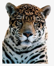 Leopard Png Free Download, Transparent Png, Transparent PNG