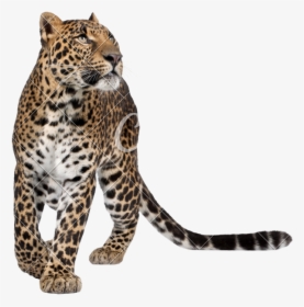 Leopard Transparent Walking, HD Png Download, Transparent PNG