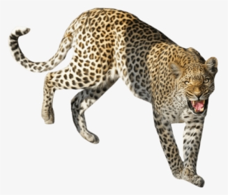 Leopard Png Transparent Images, Png Download, Transparent PNG