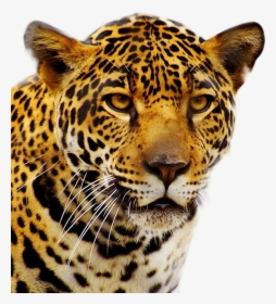 Download Jaguar Png Transparent Images Transparent, Png Download, Transparent PNG