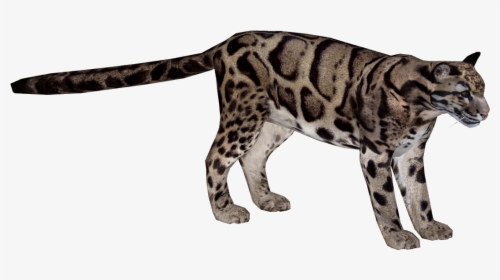 Kitty Leopard, Backgrounds Img, Rating Wallpaper, HD Png Download, Transparent PNG