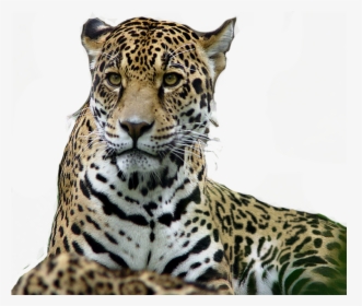 Leopard Tiger Jaguar Lion, HD Png Download, Transparent PNG