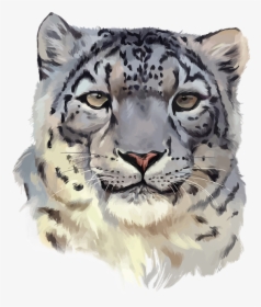 Snow Leopard Png - Snow Leopard Face Png, Transparent Png, Transparent PNG