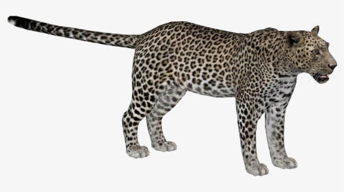 Zoo Tycoon 2 African Leopard, HD Png Download, Transparent PNG