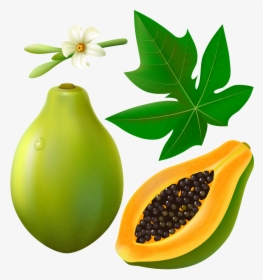 Fruits With Leaf And - Papaya Leaf Clip Art, HD Png Download, Transparent PNG