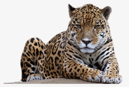 Transparent Leopard Spots Png - Leopard Png, Png Download, Transparent PNG