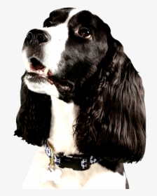 Cute Dog Looking Right At You With Big Brown Eyes - Dog Looking Right Png, Transparent Png, Transparent PNG
