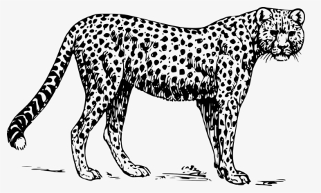 Cheetah Images Black And White, HD Png Download, Transparent PNG