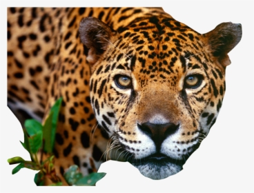 Jaguar Png, Transparent Png, Transparent PNG