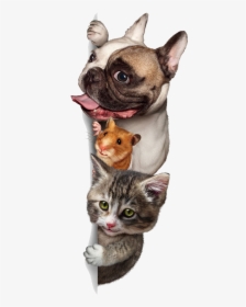 And Cute Sitting Pet Budgerigar Dog Cat Clipart - Dog And Cats Png, Transparent Png, Transparent PNG