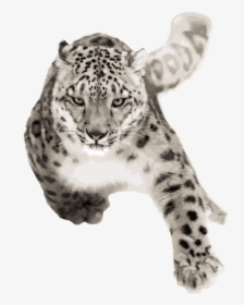 Snow Leopard Running, HD Png Download, Transparent PNG