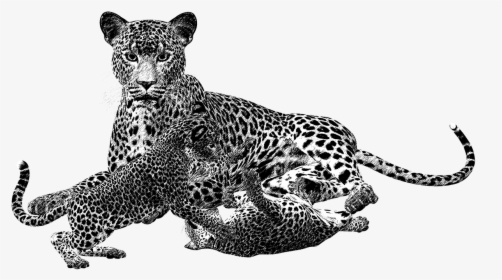 Leopard Png Black And White Transparent Leopard Black - Animales Carnivoros En Blanco Y Negro, Png Download, Transparent PNG