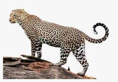 African-leopard - Jaguar Png, Transparent Png, Transparent PNG