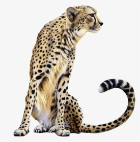 Leopard Transparent Image - Cheetah Png, Png Download, Transparent PNG