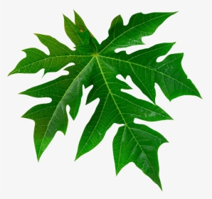 Papaya Tree Rooms Are Well-furnished, Comfortable, - Vector Papaya Leaves Png, Transparent Png, Transparent PNG