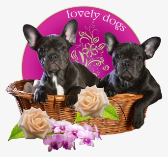 Dogs, French Bulldog, Bulldog, Basket, Isolated - French Bulldog, HD Png Download, Transparent PNG