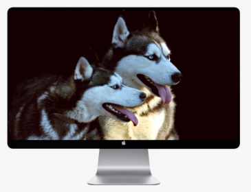 Transparent Husky Puppy Png - Husky Dog Wallpaper Iphone, Png Download ,  Transparent Png Image - PNGitem