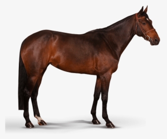 Horse Illustrations - Mustang Rappe, HD Png Download, Transparent PNG