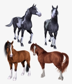 Horse, Horses, Mustang, Pony, Ponies, Pinto, Bay - Horse Mustang Pony, HD Png Download, Transparent PNG