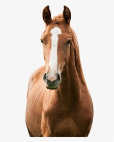 America S Toughest Sheriff - Horse Keeping, HD Png Download, Transparent PNG