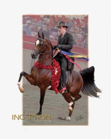 Stallion, HD Png Download, Transparent PNG