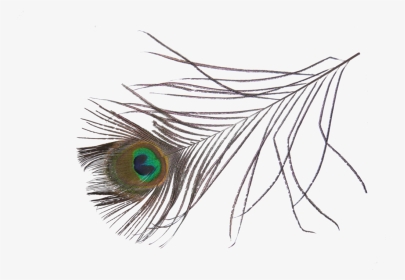 Single Peacock Feather Clip Art - Peafowl, HD Png Download, Transparent PNG