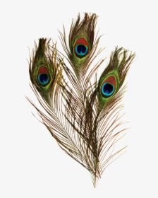 Transparent Background Peacock Feathers Png, Png Download, Transparent PNG