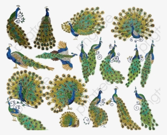 Peacock Design, Peacock Clipart, Peacock Tail, Animal, HD Png Download, Transparent PNG