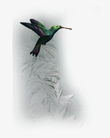 Transparent Single Peacock Feathers Png - Ruby-throated Hummingbird, Png Download, Transparent PNG