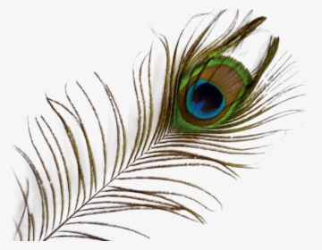 Transparent Background Peacock Feather Png, Png Download, Transparent PNG