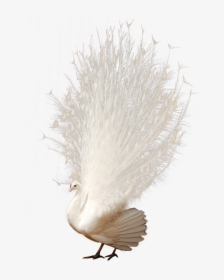 Transparent Bird Feathers Png - White Peacock Png, Png Download, Transparent PNG