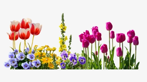 Picture - Transparent Spring Flower Clipart, HD Png Download, Transparent PNG