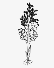 Black And White Wildflower No Background, HD Png Download, Transparent PNG