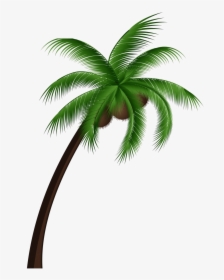 Coconut Palm Tree Png, Transparent Png, Transparent PNG
