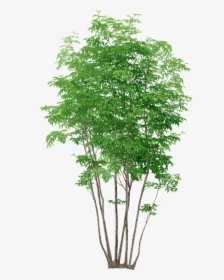 Trees, Without, Background - Tree Plants Png, Transparent Png, Transparent PNG