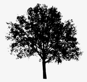Tree Silhouette - Tree Silhouette Transparent Background, HD Png Download, Transparent PNG