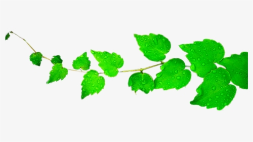 Transparent Leaf Pile Png - Transparent Green Leaves Png Hd, Png Download, Transparent PNG