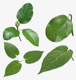 Green Leaves Png Image - High Definition Leaf Png, Transparent Png, Transparent PNG