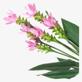 Image Is Not Available, HD Png Download, Transparent PNG