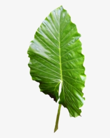 Transparent Green Leaf Png - ใบไม้ Png, Png Download, Transparent PNG