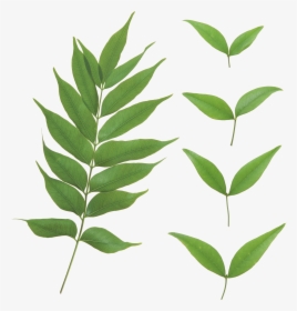 Curry Leaves Png - Leaves Transparent Png, Png Download, Transparent PNG