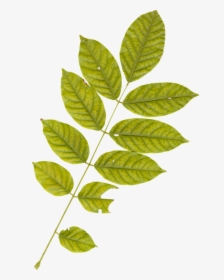 Leaf, Leaves, Plant, Autumn, Fall, Nature, Green - Plant Leaves, HD Png Download, Transparent PNG