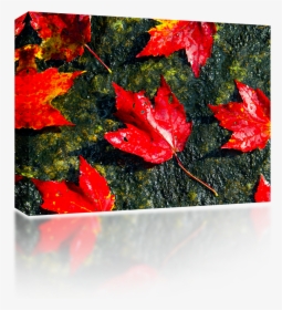 Fall Foliage - Maple Leaf, HD Png Download, Transparent PNG