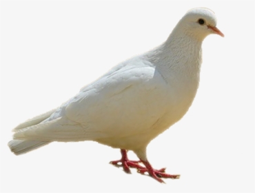 Dove, Birds, White Png - Birds With White Backgrounds, Transparent Png, Transparent PNG