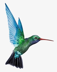 Transparent Hummingbird Png - Humming Birds Png, Png Download, Transparent PNG