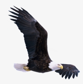 Transparent Soaring Eagle Clipart Black And White - Birds Png Hd New Picsart, Png Download, Transparent PNG