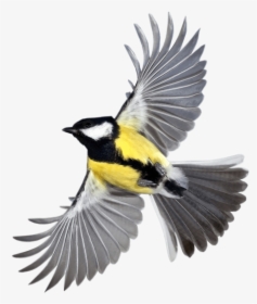 New Beautiful Flying Birds Hd Clipart , Png Download - Flying Bird, Transparent Png, Transparent PNG